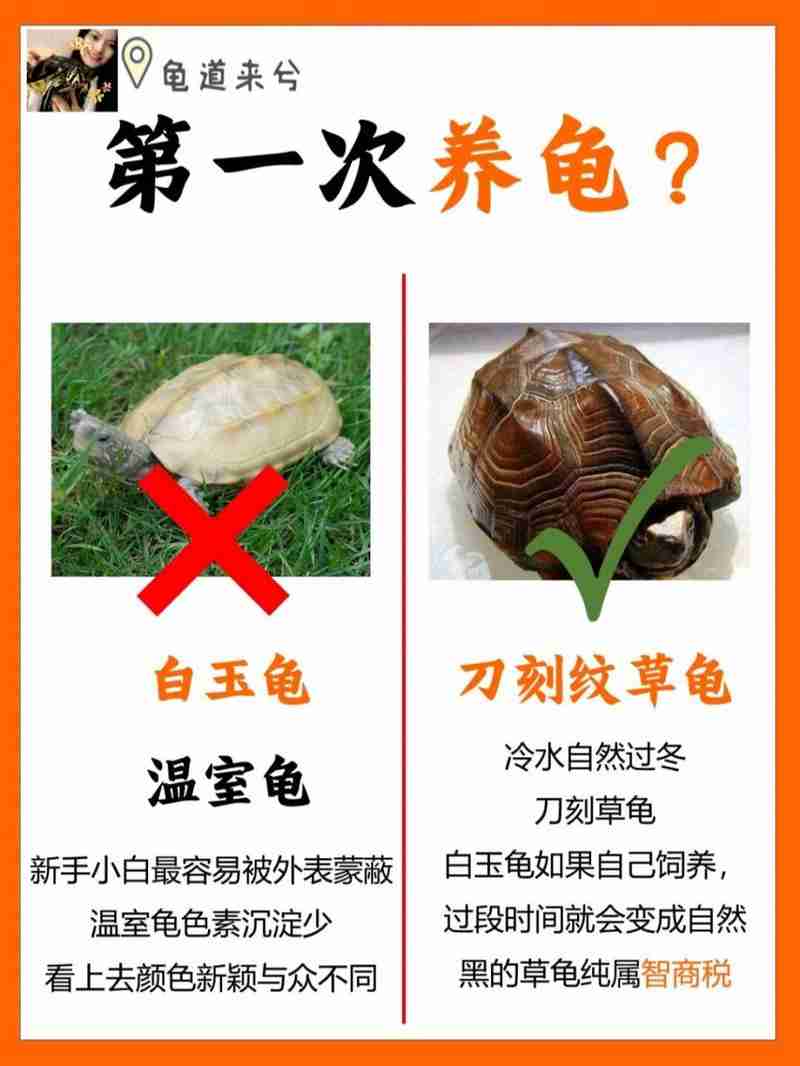 澳洲5技巧的秘密武器,新手避坑指南,实战策略大公开